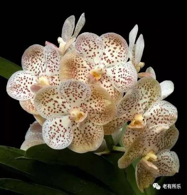 40种珍稀兰花,濒临灭绝 ! 太美了