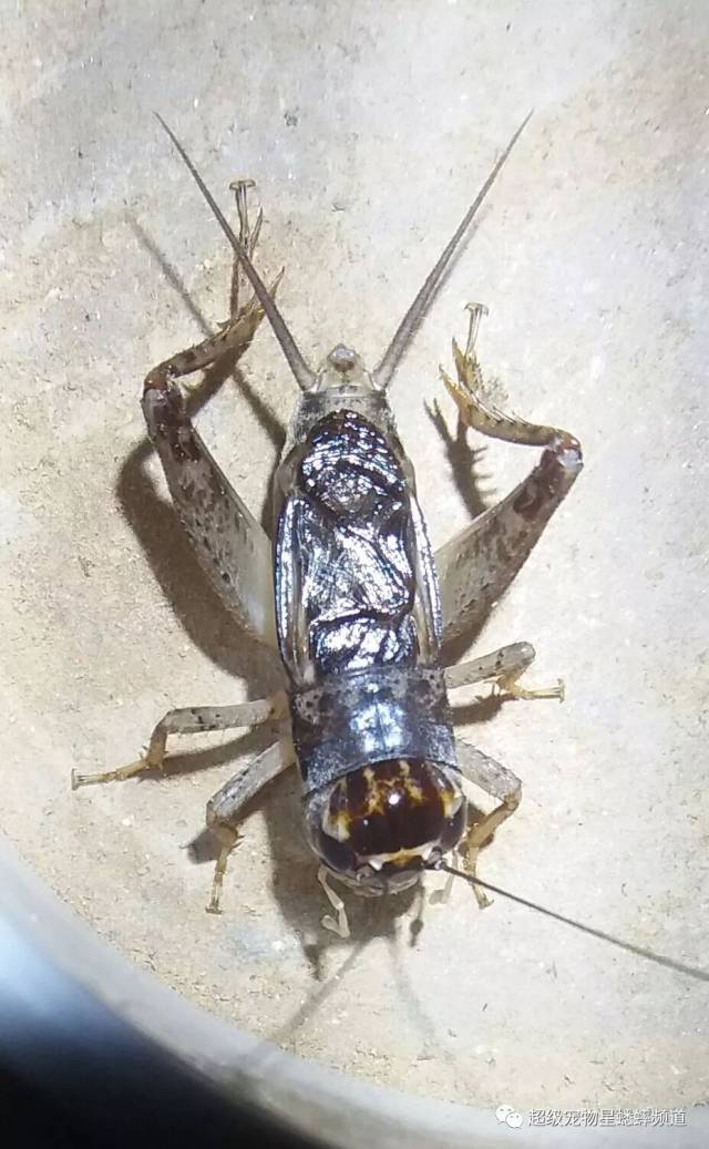 蟋蟀大咖聊秋虫: 宁阳黄蛐蛐的正路搭配