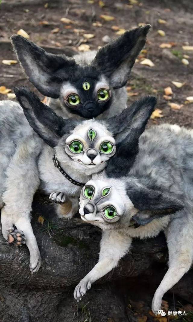 天呐,三只眼睛的猫, 你见过吗?