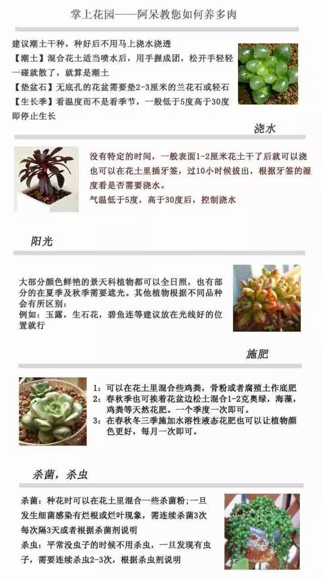 超全丨多肉植物怎么种,养,管,护