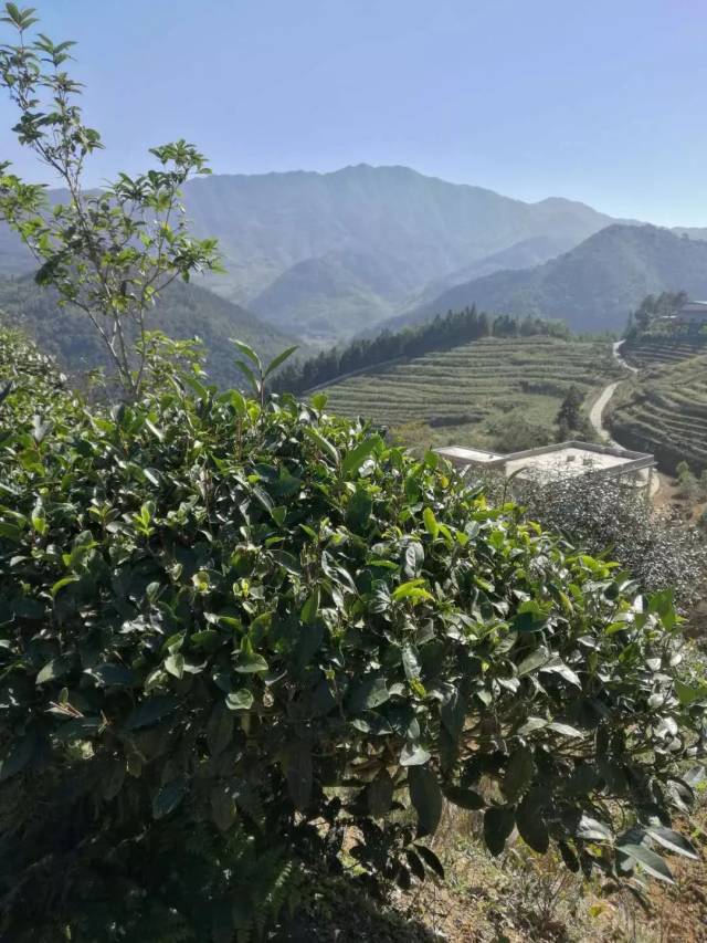 指着山坡上一丛丛老茶树,说:喏,这就是我的老枞水仙茶树