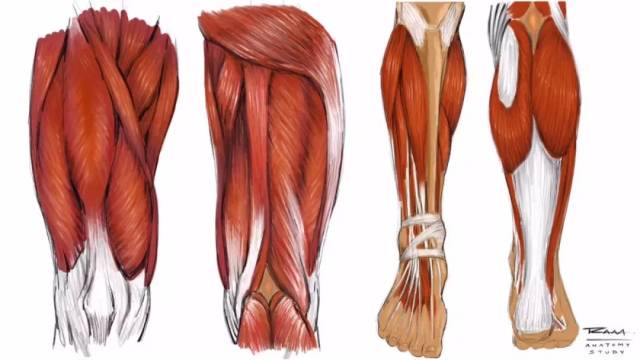 (双腿的肌肉韧带解剖)