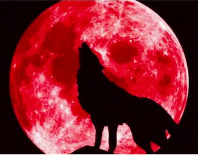 超级血狼月将现身加拿大 最长满月 错过再等三年