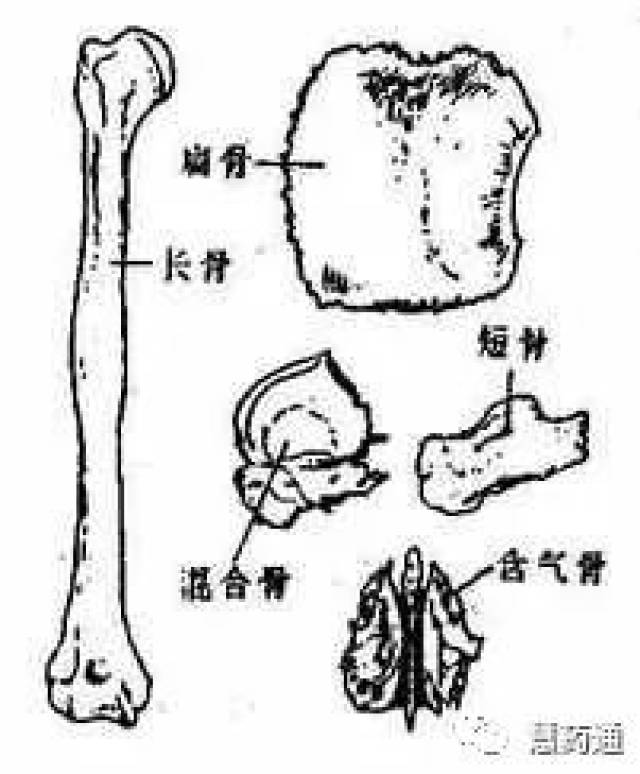 人体八大系统——运动系统