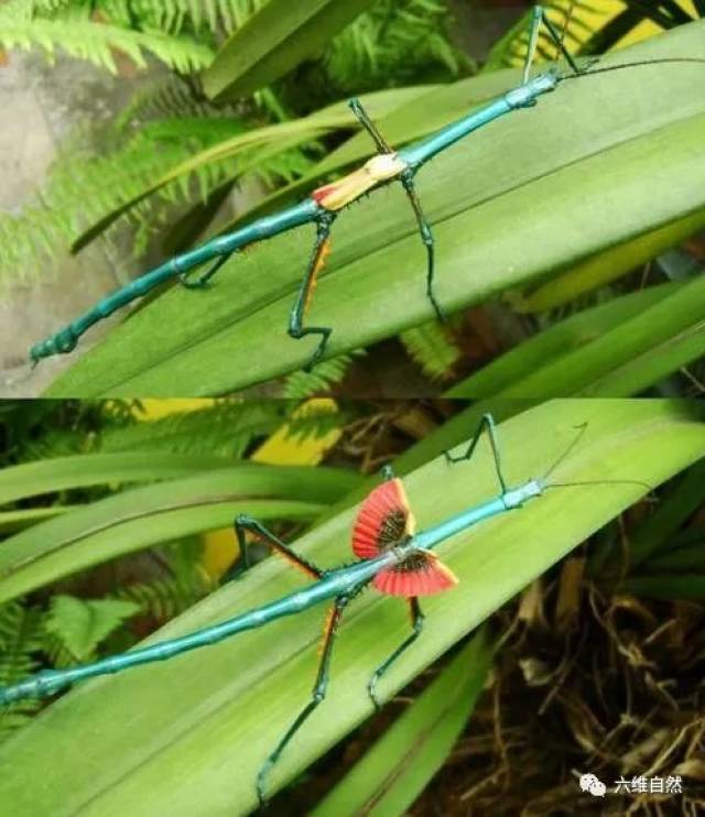 彩色的竹节虫,有一对小翅膀却从不飞翔,而是用来吓唬敌人!