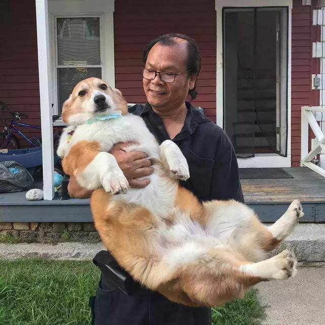 全球最大的柯基体重高达27kg,原因并非过度肥胖!
