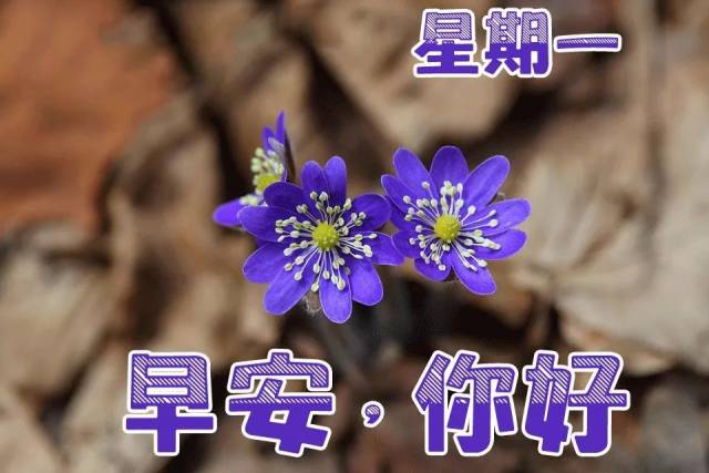 周一早晨问候语图片大全 微信早晨祝福语表情套图