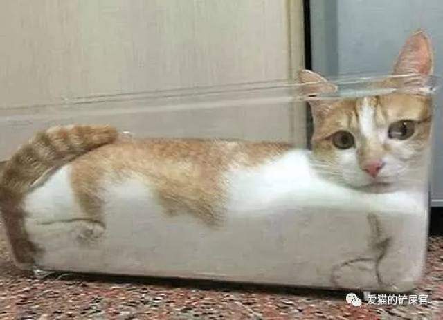 看这只喵星人的爪爪已经完全折叠起来了!