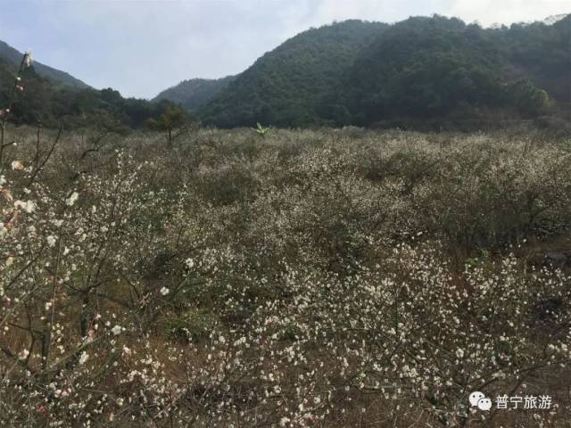 第三届普宁梅花旅游文化节之十佳自然景观鉴赏