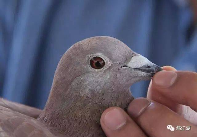 鉴鸽八法,你会用几种?