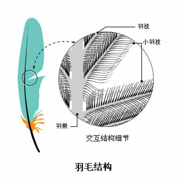 【鸟类大观】鸟类羽毛系列之二—— 羽毛是如何工作的?_手机搜狐网