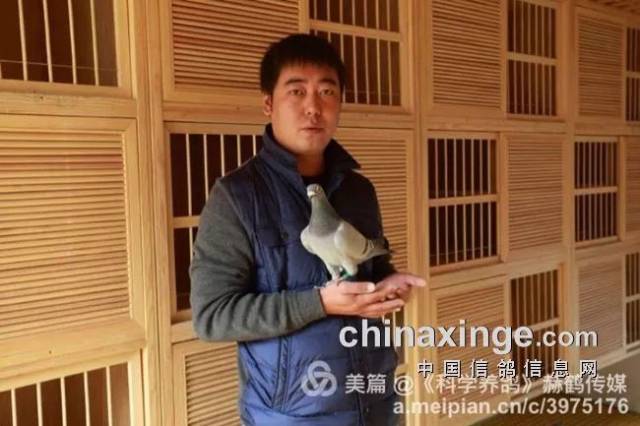 张斌,北京壹号鸽舍鸽主,赛鸽界的80后实战赢家.