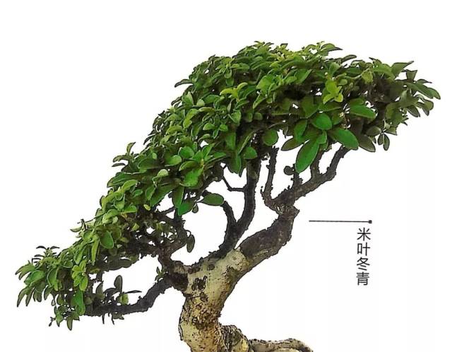 珍藏:推荐三十款微型盆景制作的常用树种,任性玩盆景第一辑!