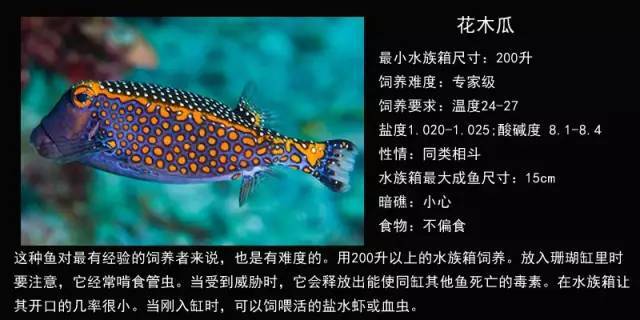 欣赏 六种箱鲀类海水鱼品种图鉴,转发收藏!