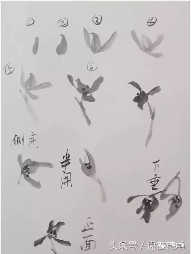 兰叶画法二:画兰叶如作行草随其势放笔撇写即可,不似没骨法多加以撞水