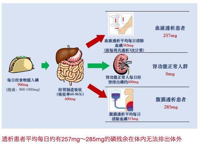 最终使血磷浓度不断升高,导致高磷血症的发生