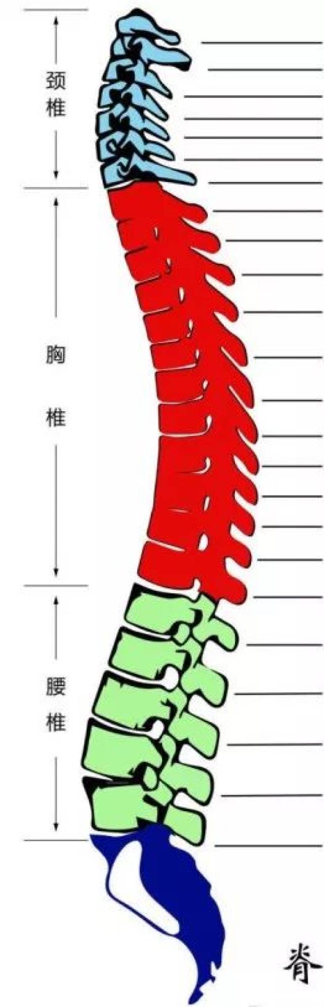 脊柱相关性疾病常见病因 椎周软组织损伤,小关节错位,增生退变及脊柱