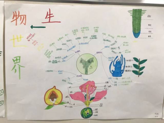 开启大脑的无限潜能——李沧实验初中七年级生物思维导图设计大赛