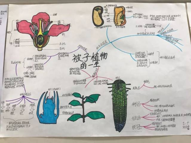 们运用思维导图很清晰的诠释了被子植物的一生:从种子萌发到植株生长