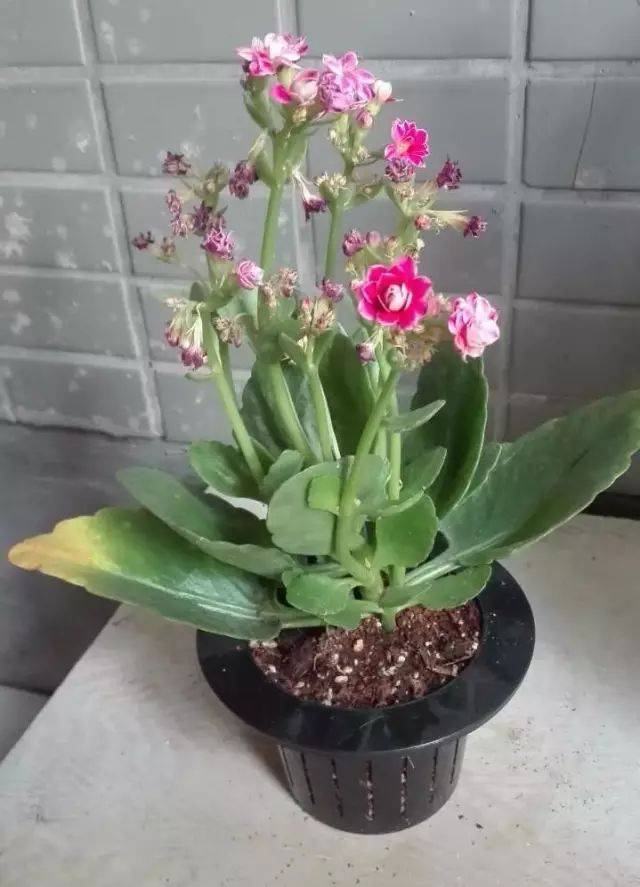 长寿花株形紧凑,叶片晶莹透亮,花朵稠密艳丽,观赏效果极佳,加之开花
