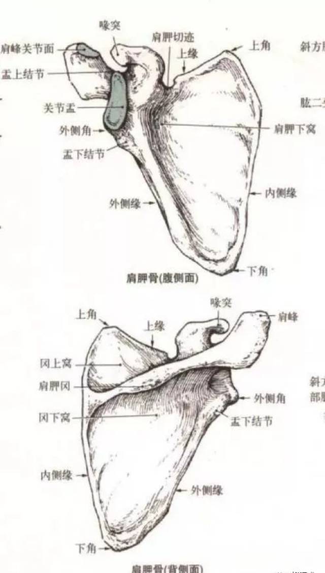 3.肱骨