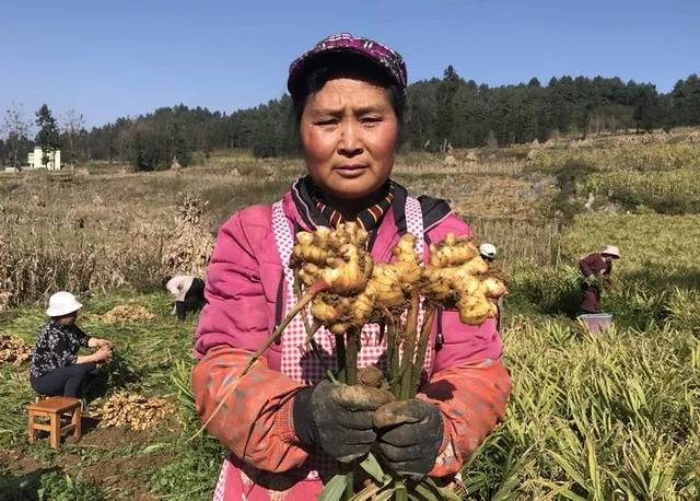 妈妈下厨最爱,不硫熏云南高山小黄姜,辛,辣,香十足!冬季驱寒祛湿神器!