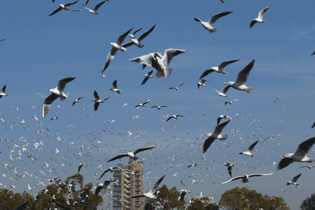 这里是海鸥眷恋的第二故乡