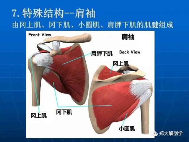 肩关节应用解剖