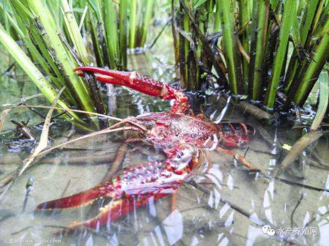 附:湖北潜江龙虾"虾稻共作"技术规程