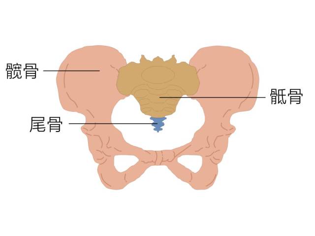 那骨盆只需要骨骼维系吗?当然不是!