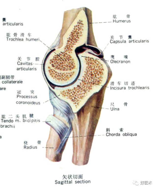 肘关节腔穿刺法