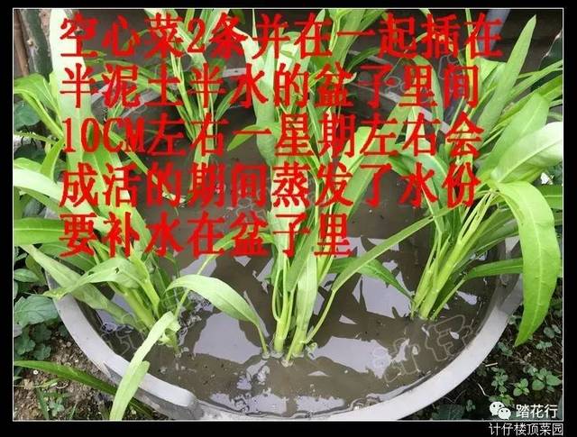 计仔---水培空心菜技术帖