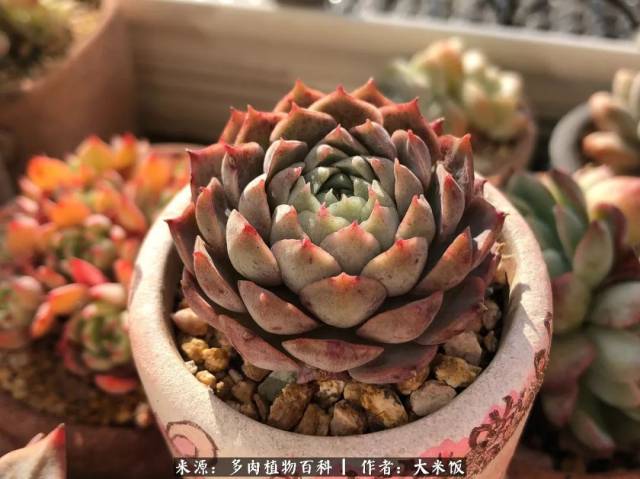附冬日多肉养护经验分享!