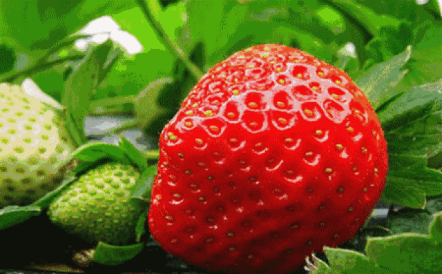壁纸 矢量 水果 小果 植物 450_279 gif 动态图 动图