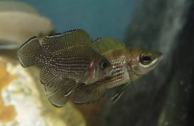 neolamprologus buescheri 虎皮天堂鸟( 卡玛孔德地域)kamakonde