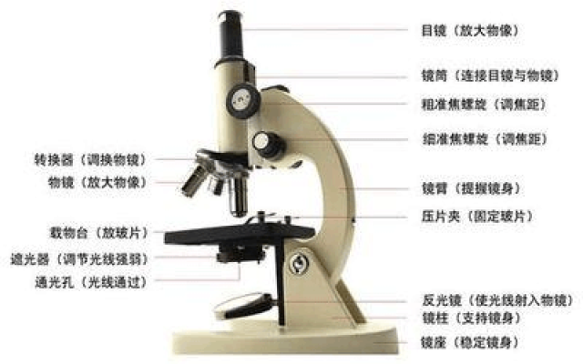孙老师说-显微镜的使用方法及步骤