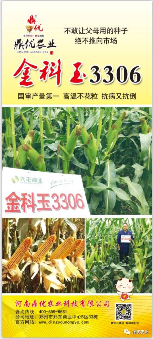 金科玉3306玉米种 耐密高产抗性好,品质优异易机收 您相