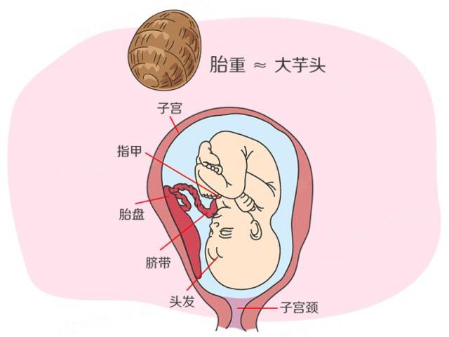 孕期40周指南:怀孕第32周 胎儿的头位开始下降