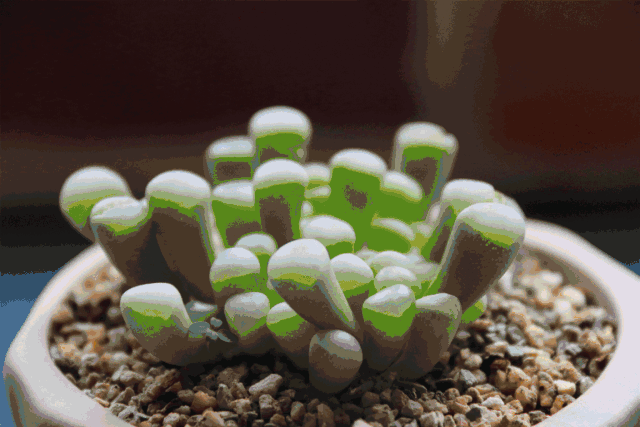 多肉植物展 百元旦跨年将至大家有什么活动安排吗?