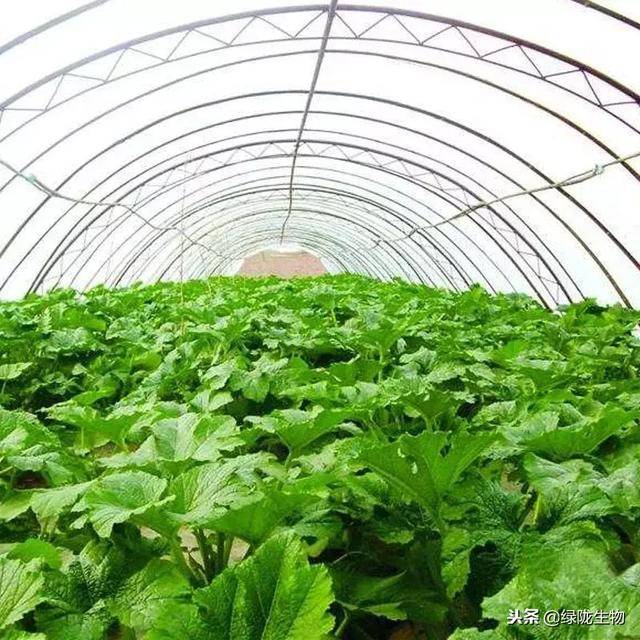 大棚蔬菜病虫害发生特点及防治要点