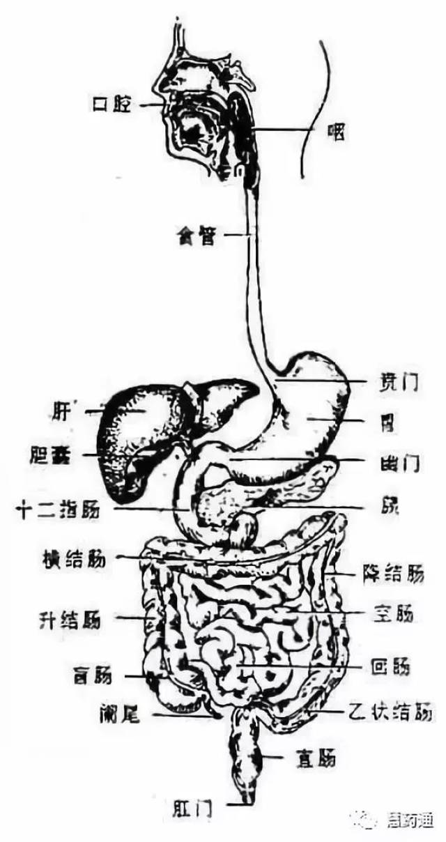 人体八大系统——消化系统