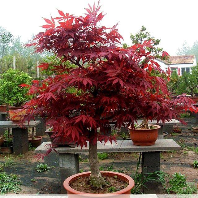 我国最美的盆景,叶片四季红似火,一盆种上30年,越养越