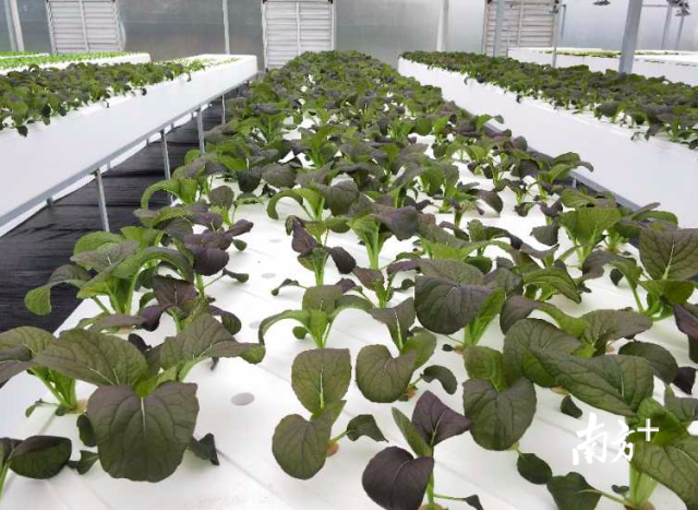 冬日里的“春意”