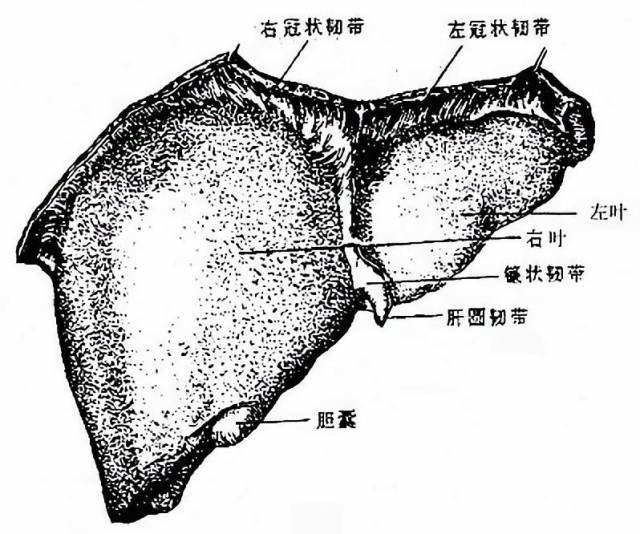 邻接腹腔一些重要脏器,故又叫脏面,脏面的中央有一横裂叫肝门,为肝管