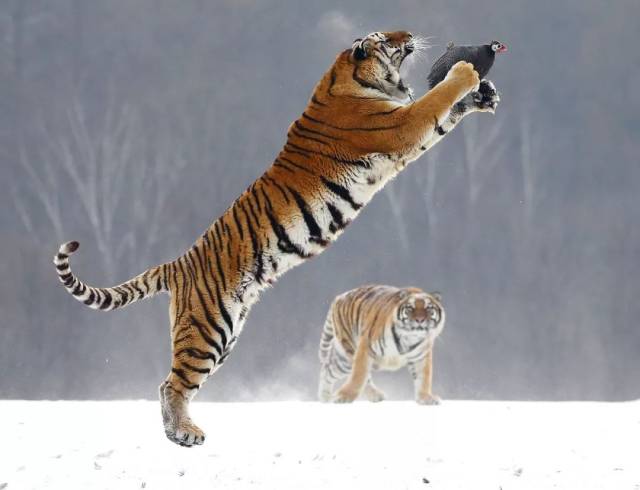 老虎飞身捕食猎物