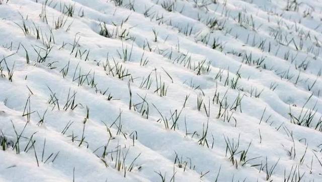 冬天里能降几场雪,给小麦保温和水分.