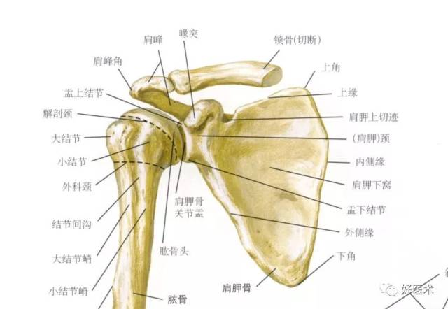 一 肩关节的结构 (一)骨:肩关节由三块骨(锁骨,肩胛骨和肱骨)构成