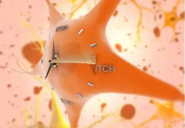 蜜蜂计算数字 仅用4个脑细胞