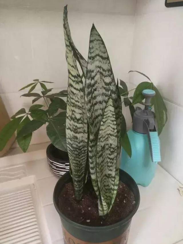 2,高银脉虎皮兰, 高度略低于金边虎.