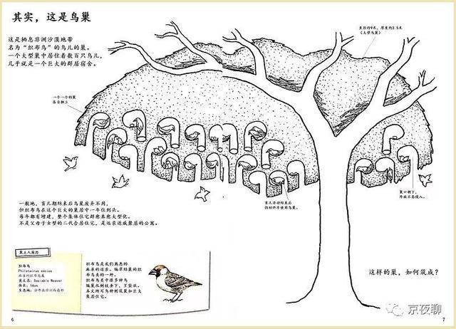 织布鸟的巢